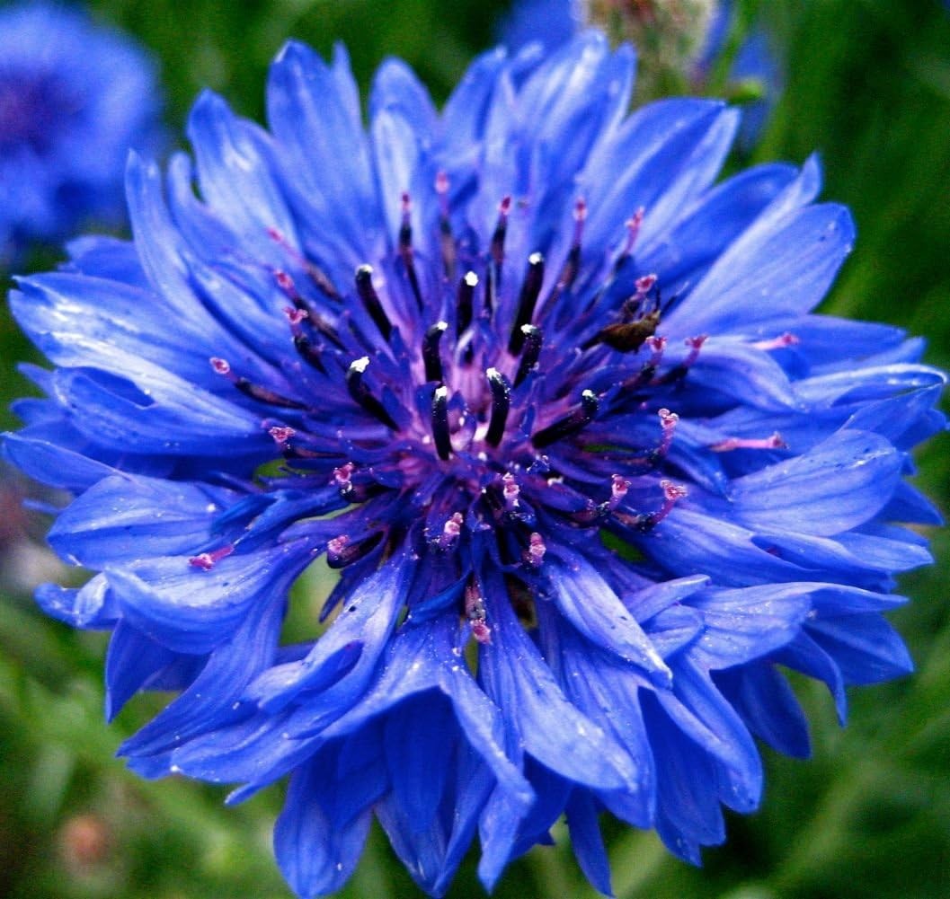 Tall Blue Bachelor Button Cornflower Seeds Free Shipping!