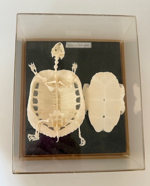 Encased Turtle Skeleton
