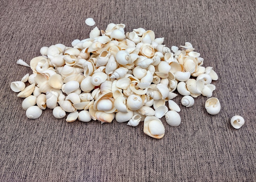 Small White Assorted Seashell Mix (approx. 1 kilogram shells 0.50+ inches)