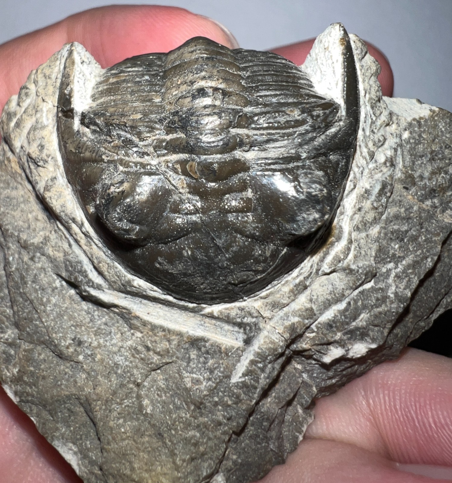 Moroccan Pre Dinosaur Fossil TRILOBITE HOLLARDOPS 1.75 INCHES!!