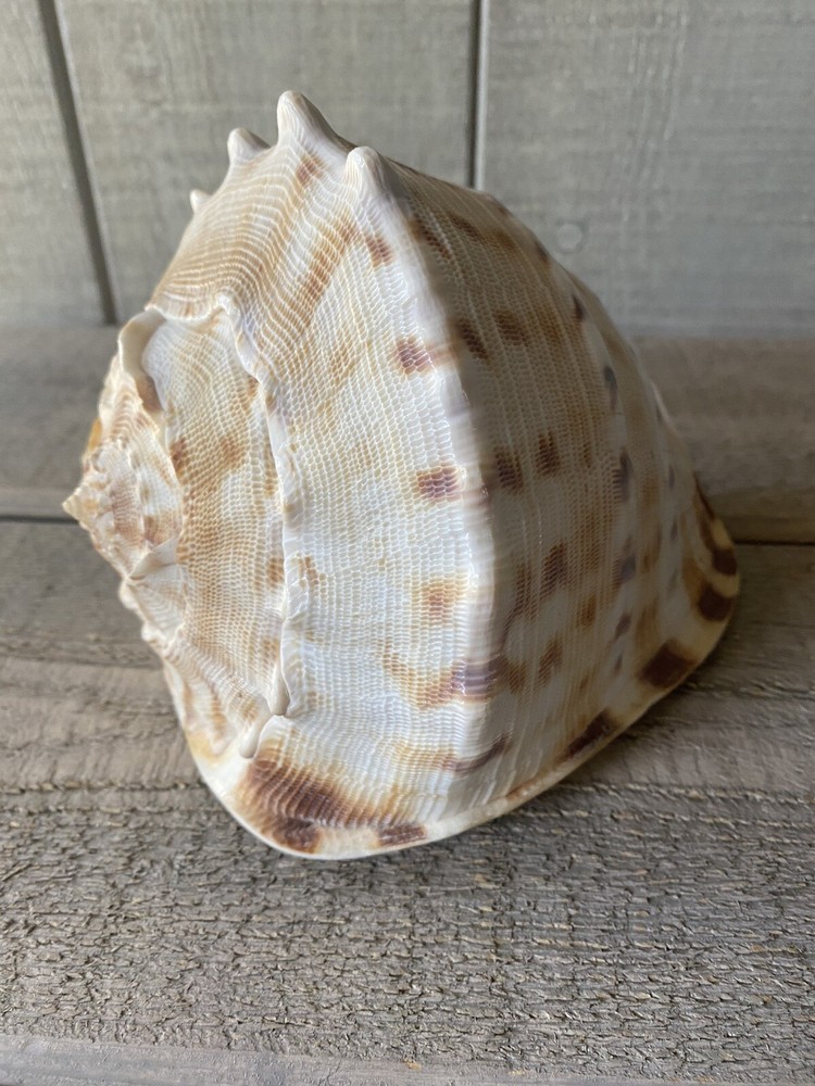 Cassis Cornuta Seashell Horned Helmet Shell 7.5”
