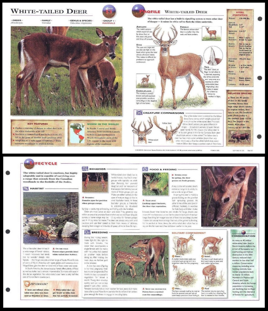 Fold-Out Sheet - White-Tailed Deer - 53