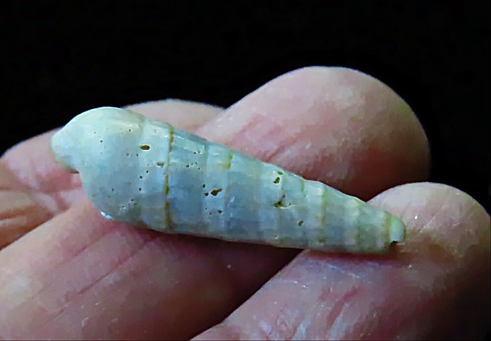 Fossilized Coral- Tarbell astraea, Branch Coral and Gastropod- Neogene Period