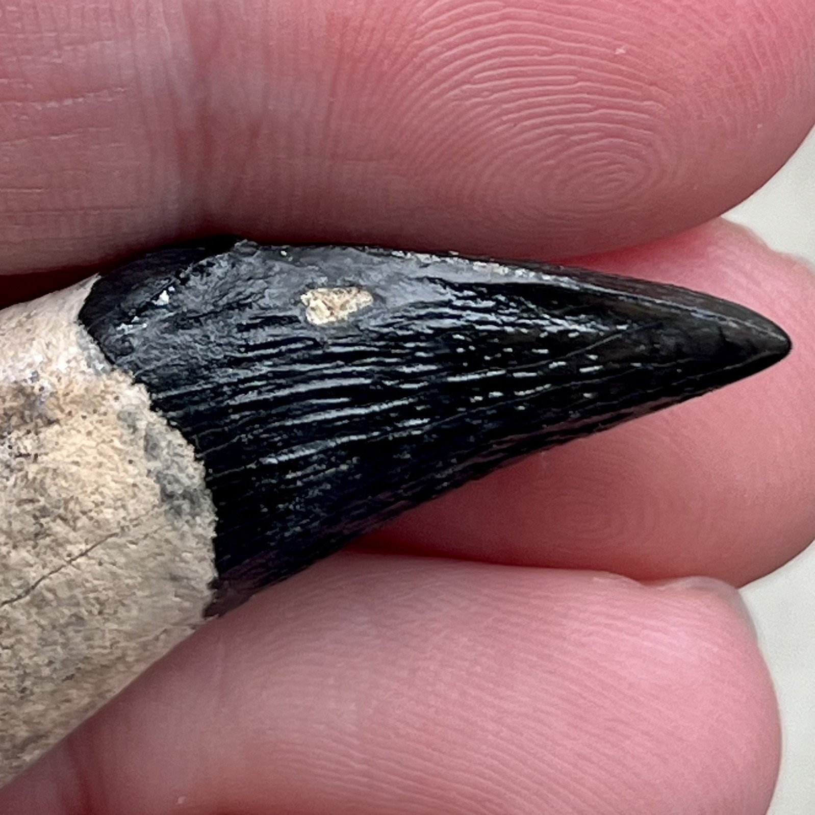 Ankylorhiza Tooth Fossil - Summerville SC - Marine Mammal