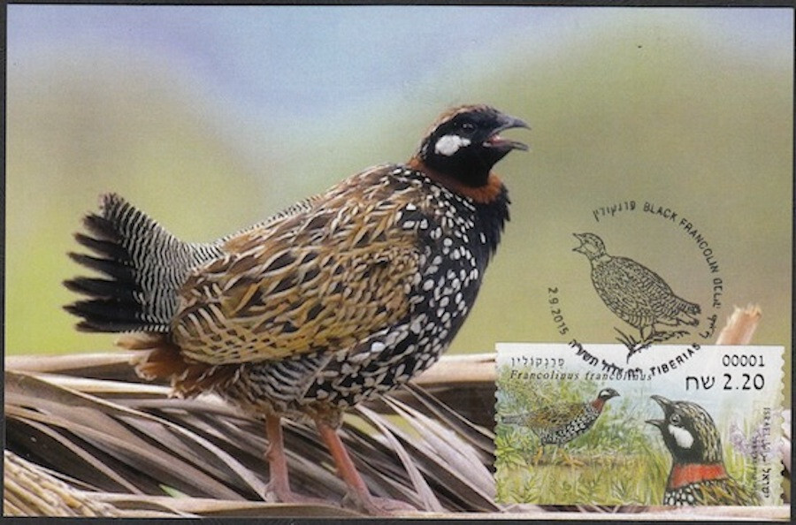 JUDAICA - ISRAEL  #15035 BLACK PARTRIDGE on a MAXIMUM CARD