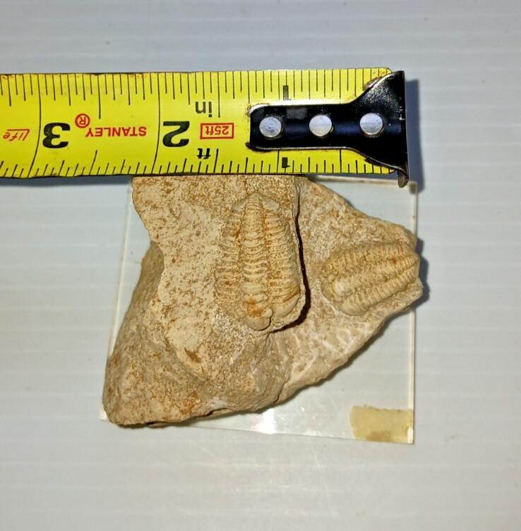 2 Trilobite Fossil