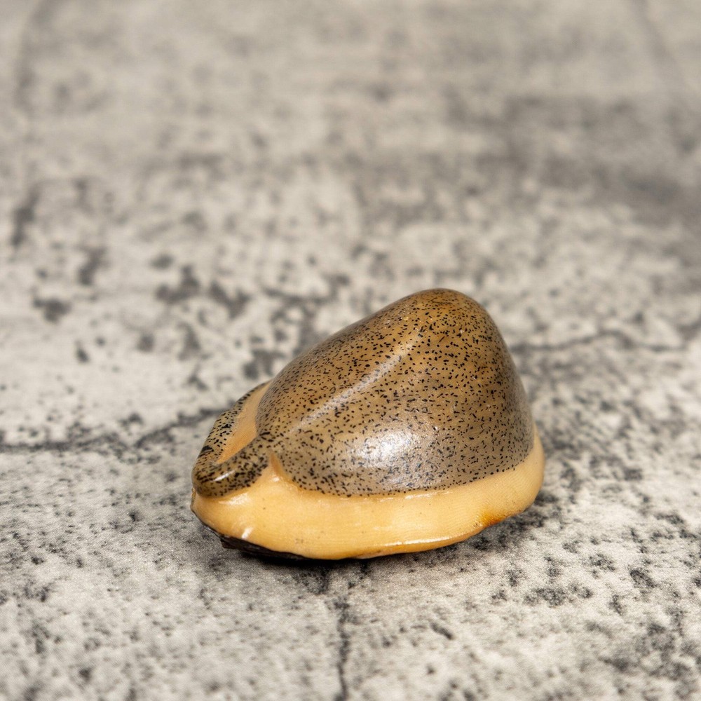 Ocean Stingray Tagua Carving