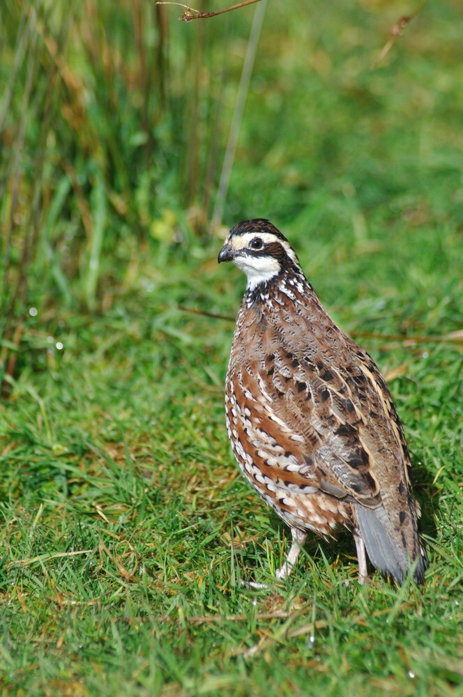 25+ Northern Bobwhite Quail Fertile Hatching Eggs! NPIP Cert - FREE SHIPPING