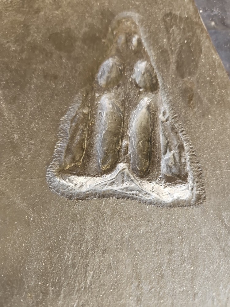 NOTHOSAURUS Skull Rare The Matrix