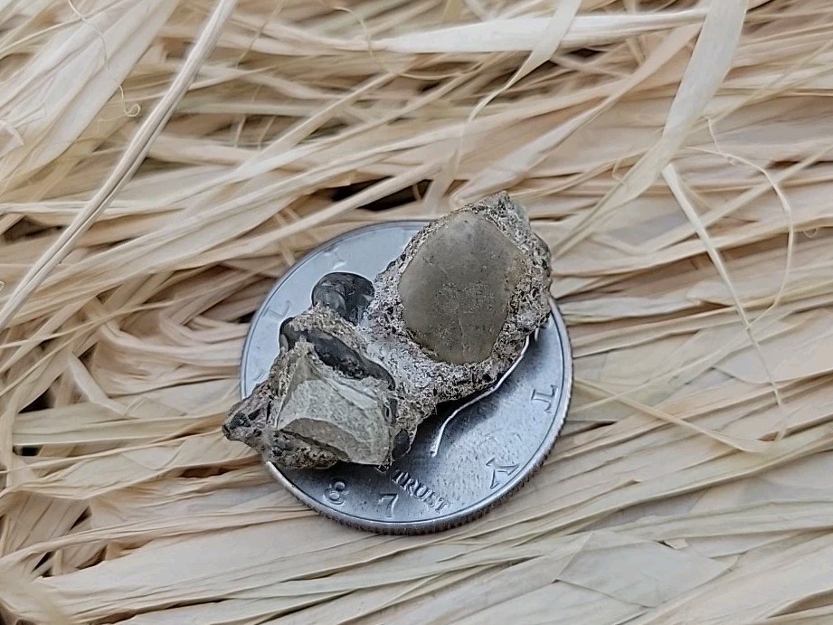 Permineralized Claw Fossil Super Rare