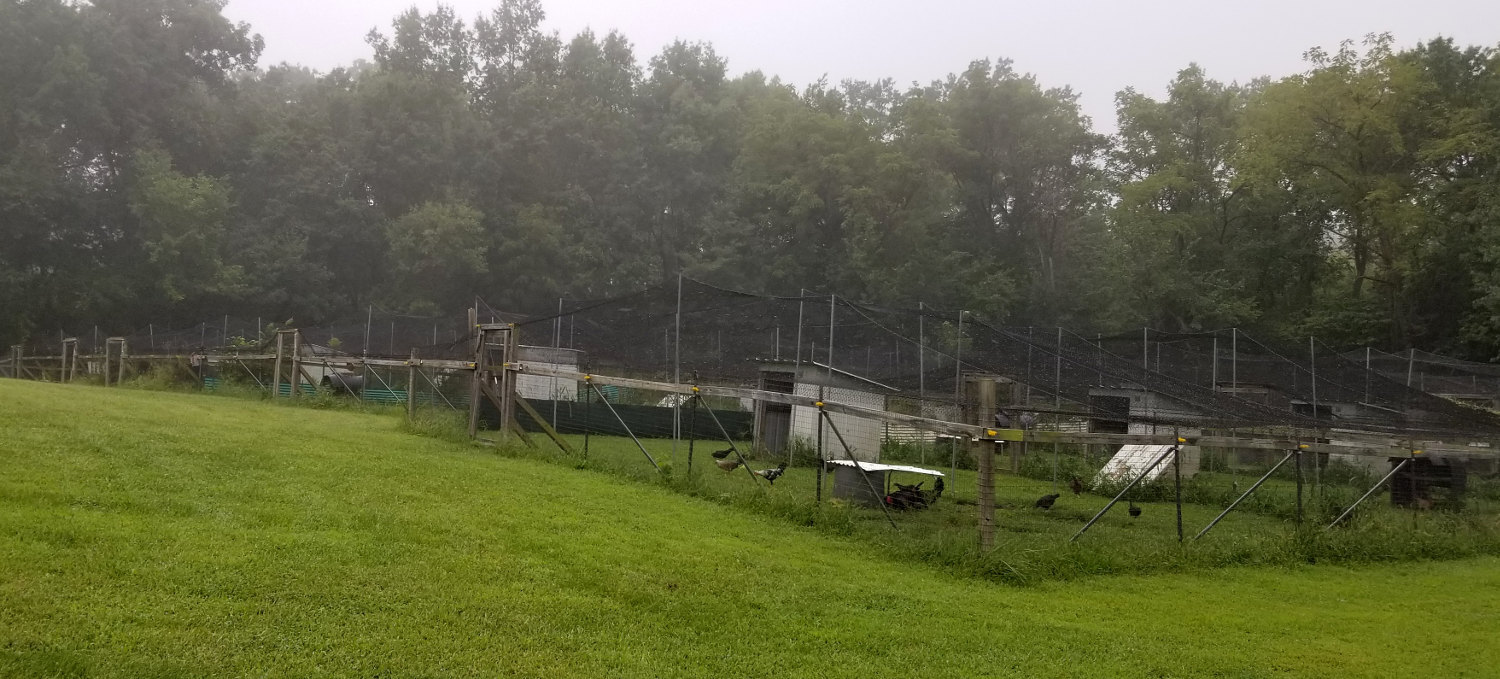 Netting Poultry Anti Bird Aviary Fruit Garden Protection Nets Long Lasting!