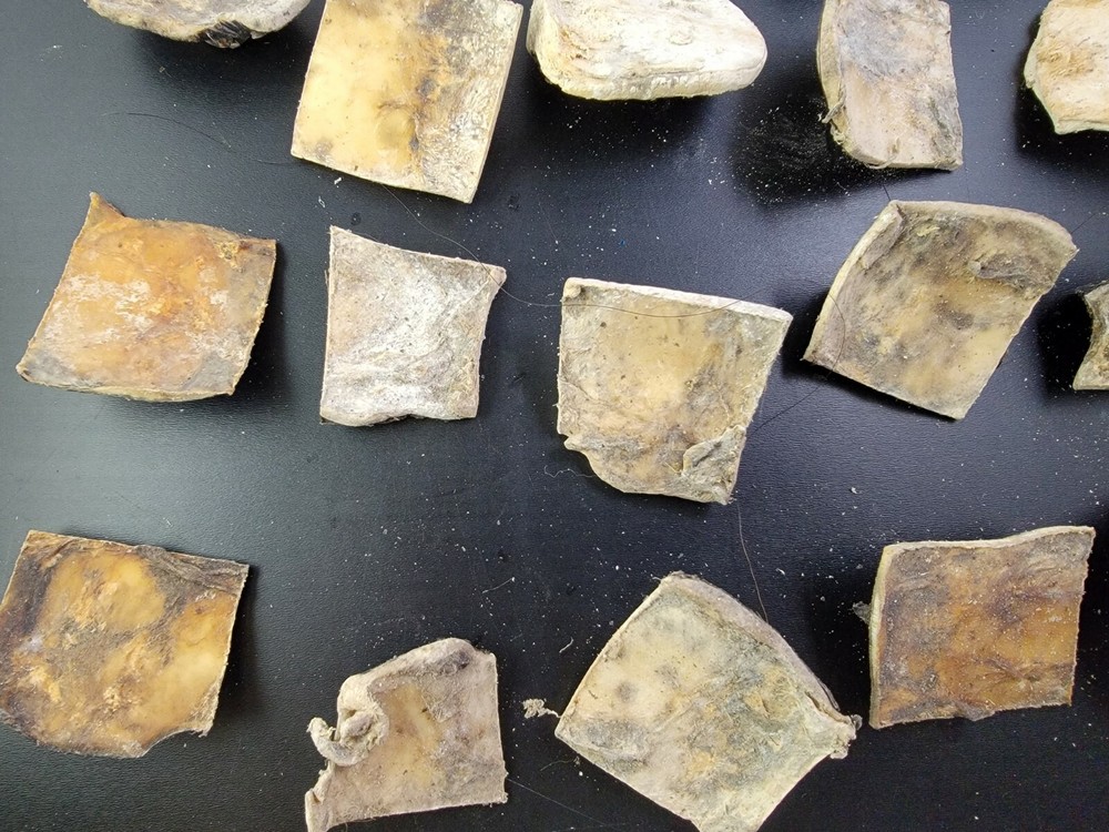 Gator ALLIGATOR BACK SCUTE bone bones BONY skutes croc weird OSTEODERMS unclean
