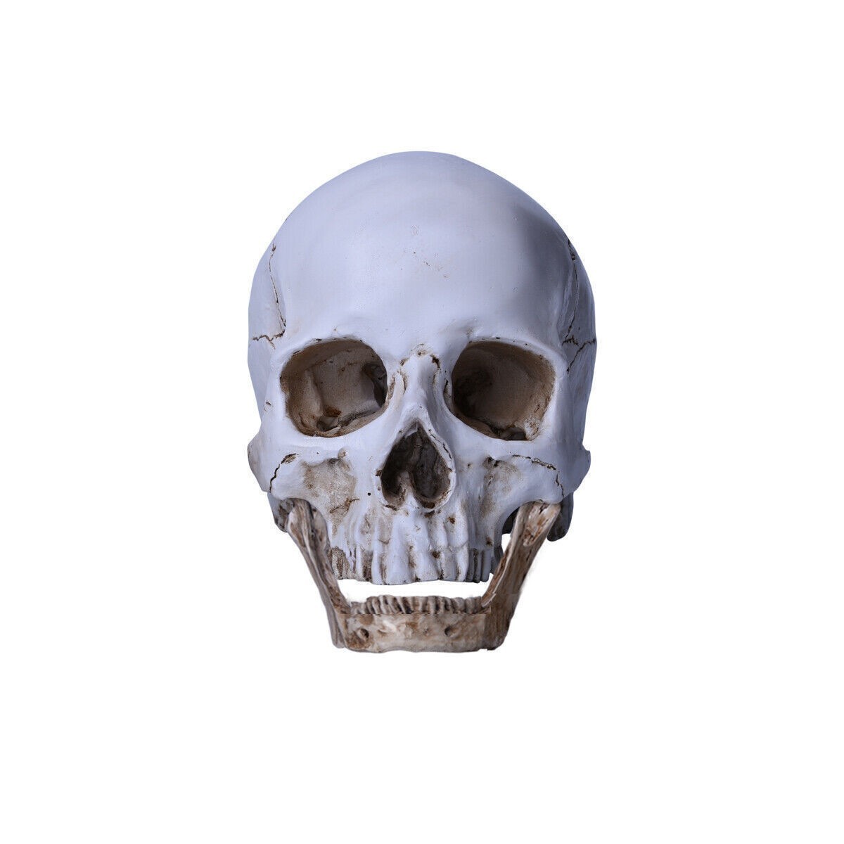 Resin Replica 1:1 Life Human Anatomy Skull Collectable Bar Decoration Teaching