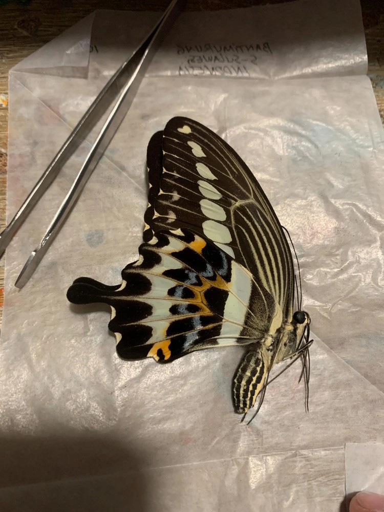 Unmounted papilio gigon