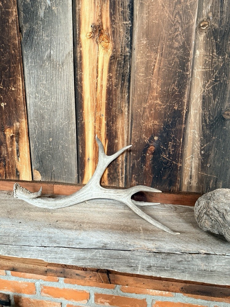 Mule Deer Shed ~ Deer Antler ~ Decor