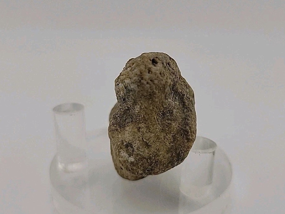 Real Permineralized Lizard 🦎 Egg Fossil