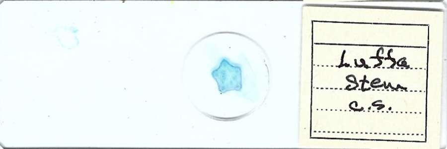 Luffa Stem c.s. Microscope Slide