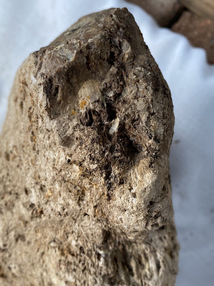 Fossilized And Opalized Fossils