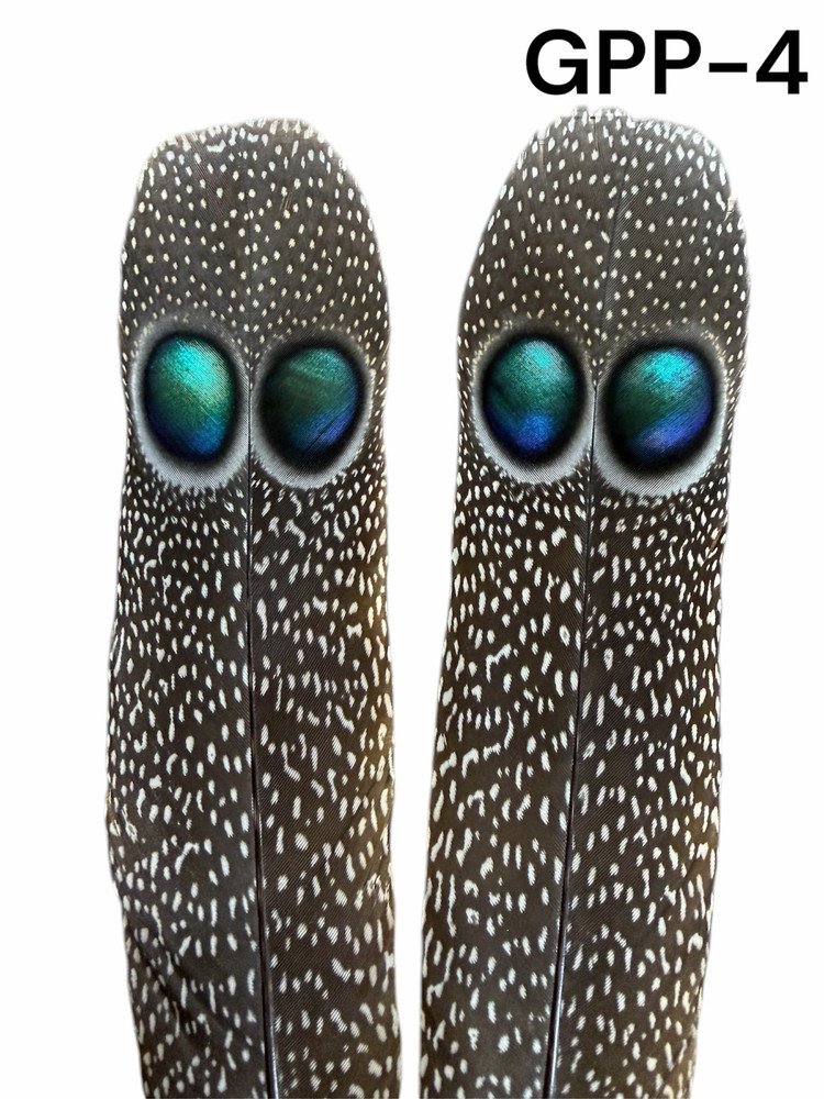 Grey Peacock Pheasant Feather Pair (GPP-4)