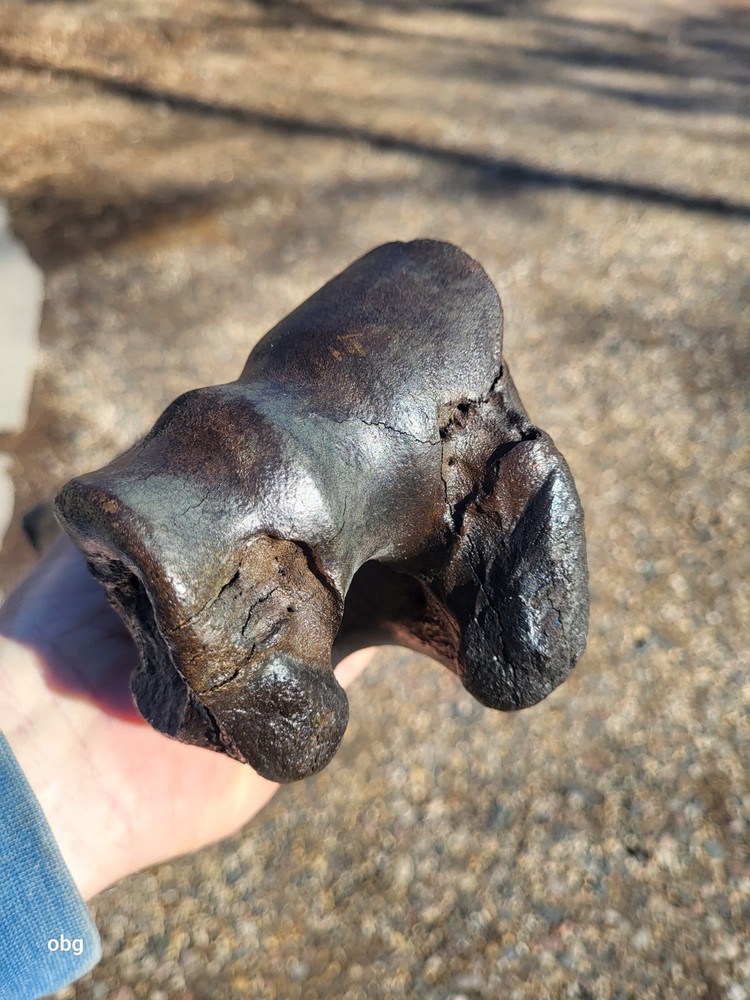 Historic Bison Humerus Bone not a fossil