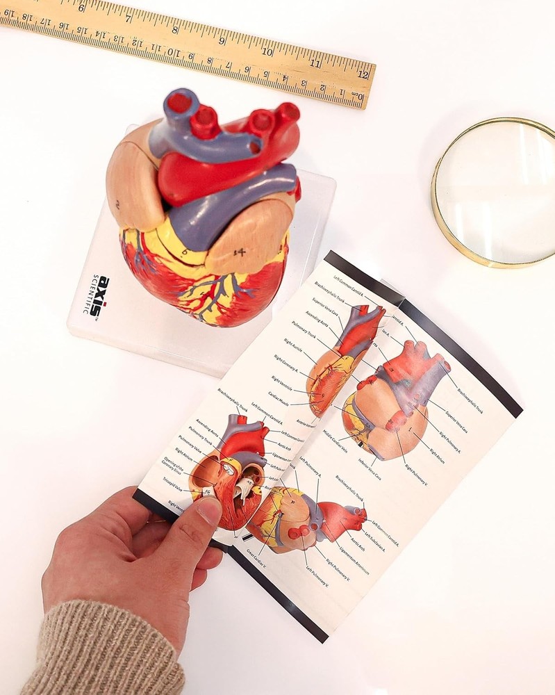 Lifelike Human Heart Model - Educational Kit