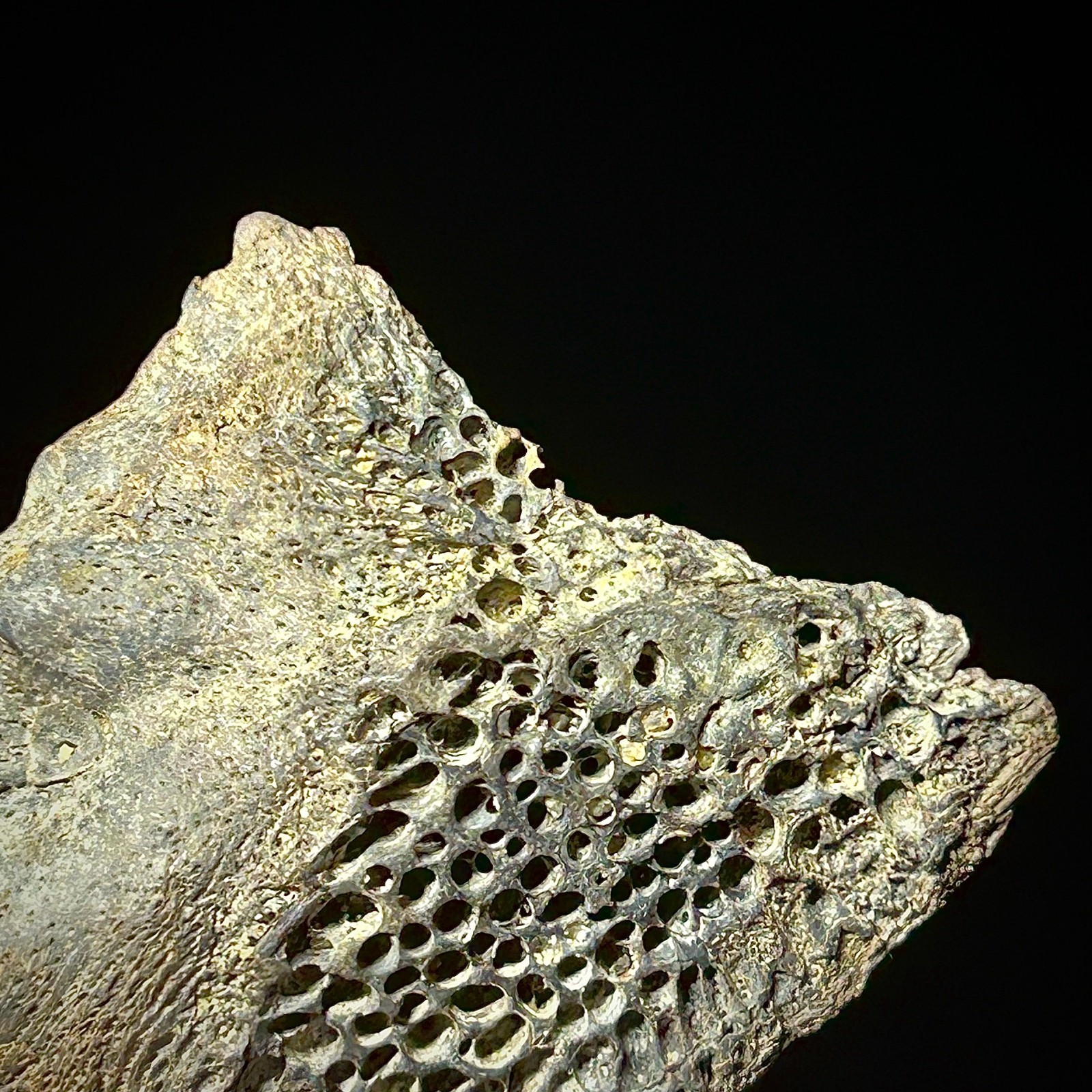 Atlantic Sturgeon Scute (Acipenser cf. oxyrinchus) 2.39" Bony Fish Fossil Dermal