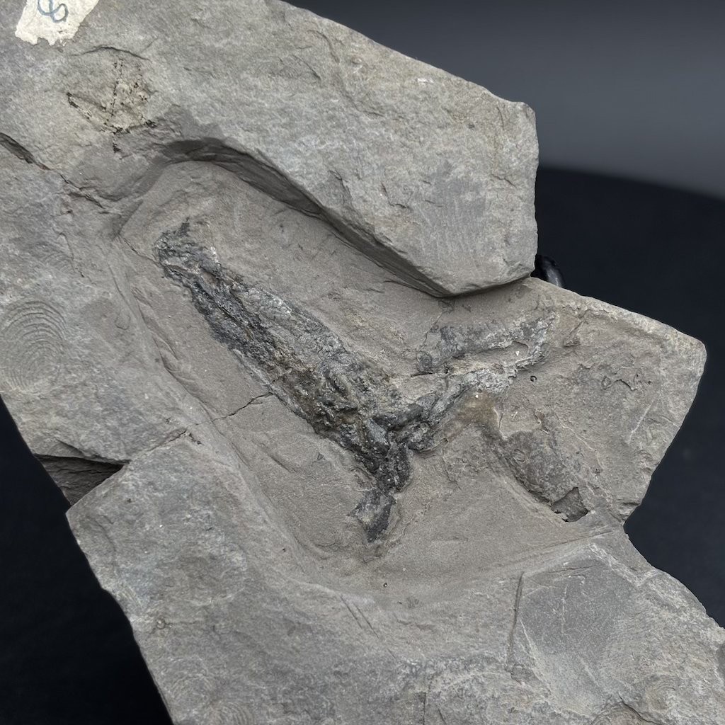 Rare Jurassic fossil squid Rhomboteuthis - La Voulte-sur-Rhône France - 10 cm