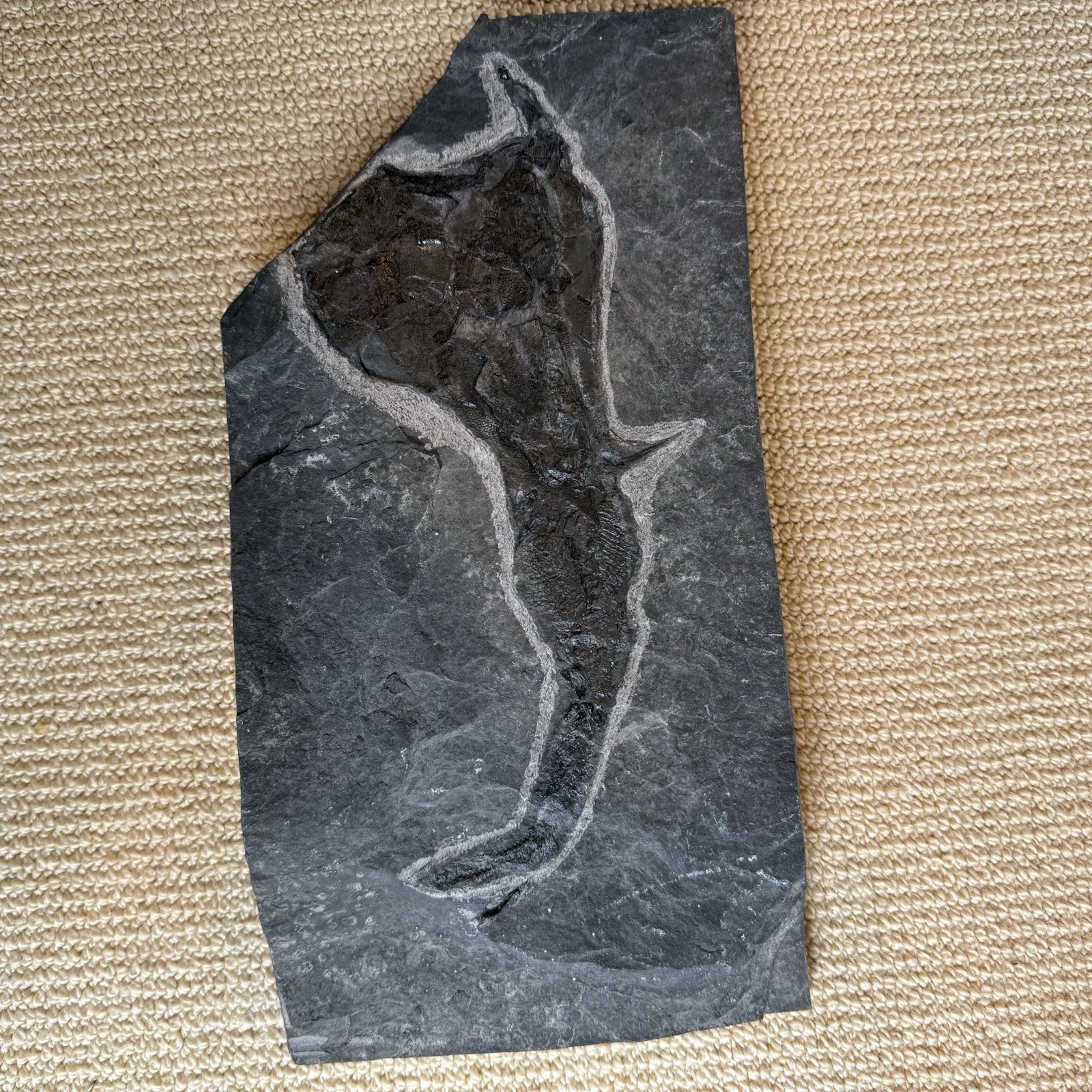 Coccosteus Placoderm Devonian Fossil