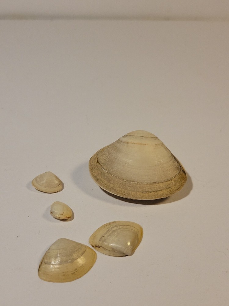 Assorted Lot Of Sea Shells - Spisula Solidissima