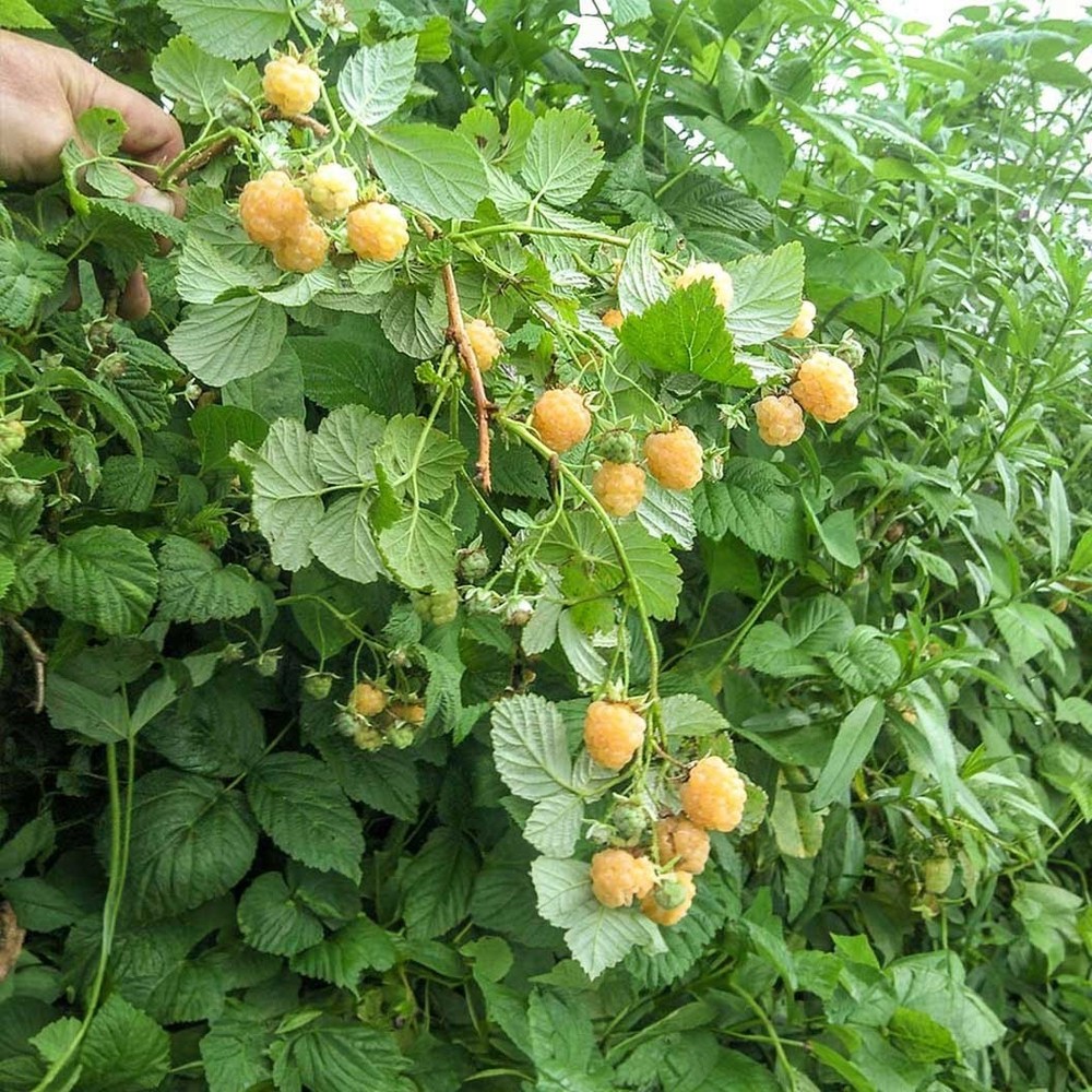 3 Fall Gold Raspberry Plant - Rubus idaeus - Starter Plug