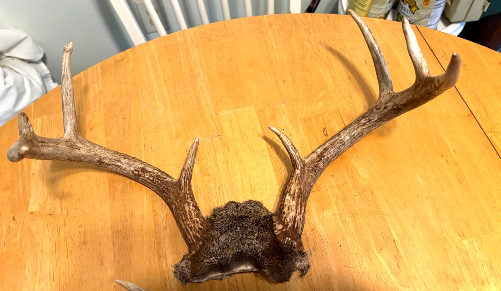 "3" WILD 8 POINT WHITE TAIL ANTLERS,SKULL CAP MOUNTS