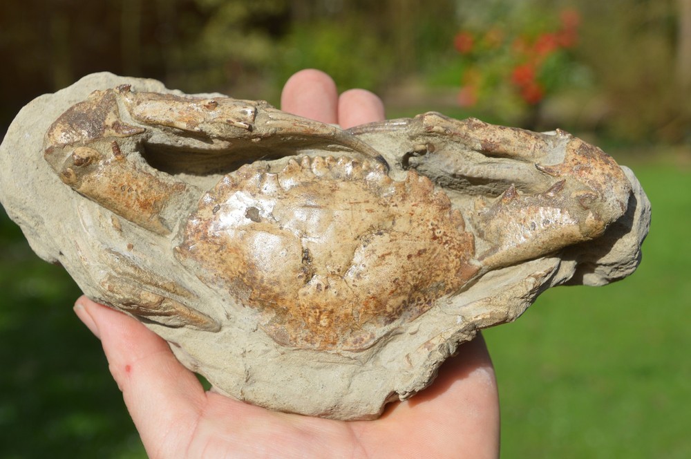 HUGE, MASSIVE RARE FOSSIL CRAB FROM JAVA, INDONESIA , BEST VALUE ANYWHERE! #14