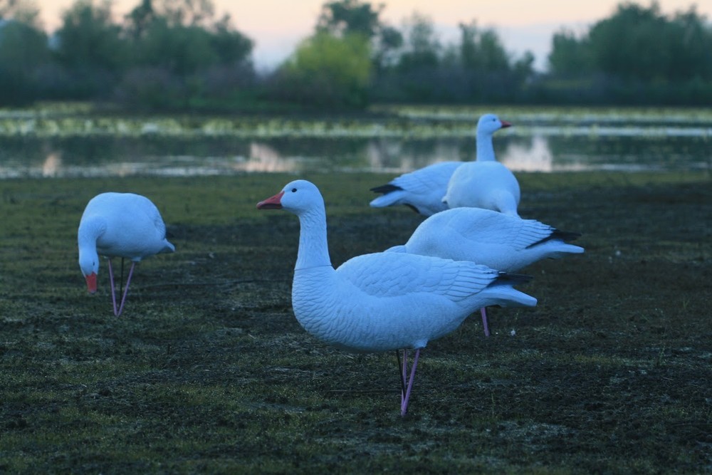 Full Body Snow Goose Decoys