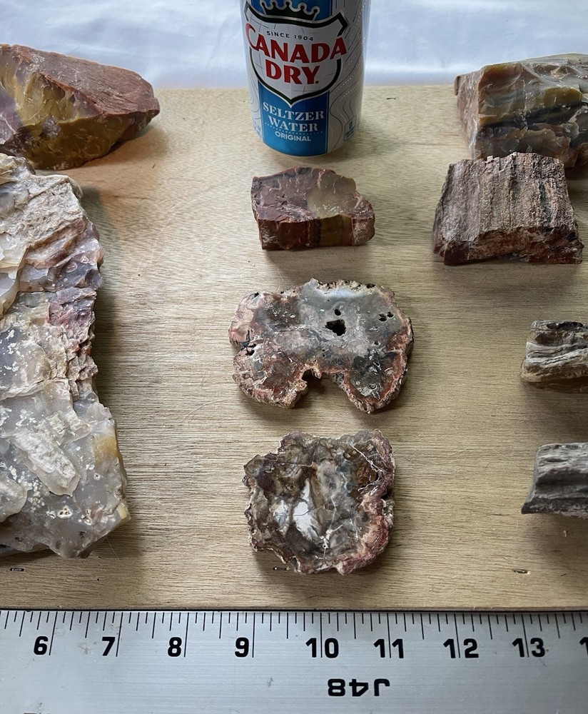Petrified Wood Collection