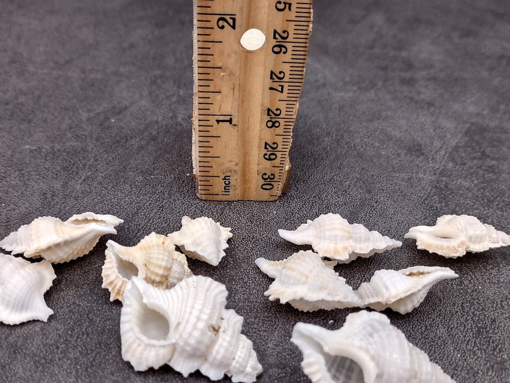 Small Frog Seashells Biplex Perca (10 shells approx. 1+ inches)