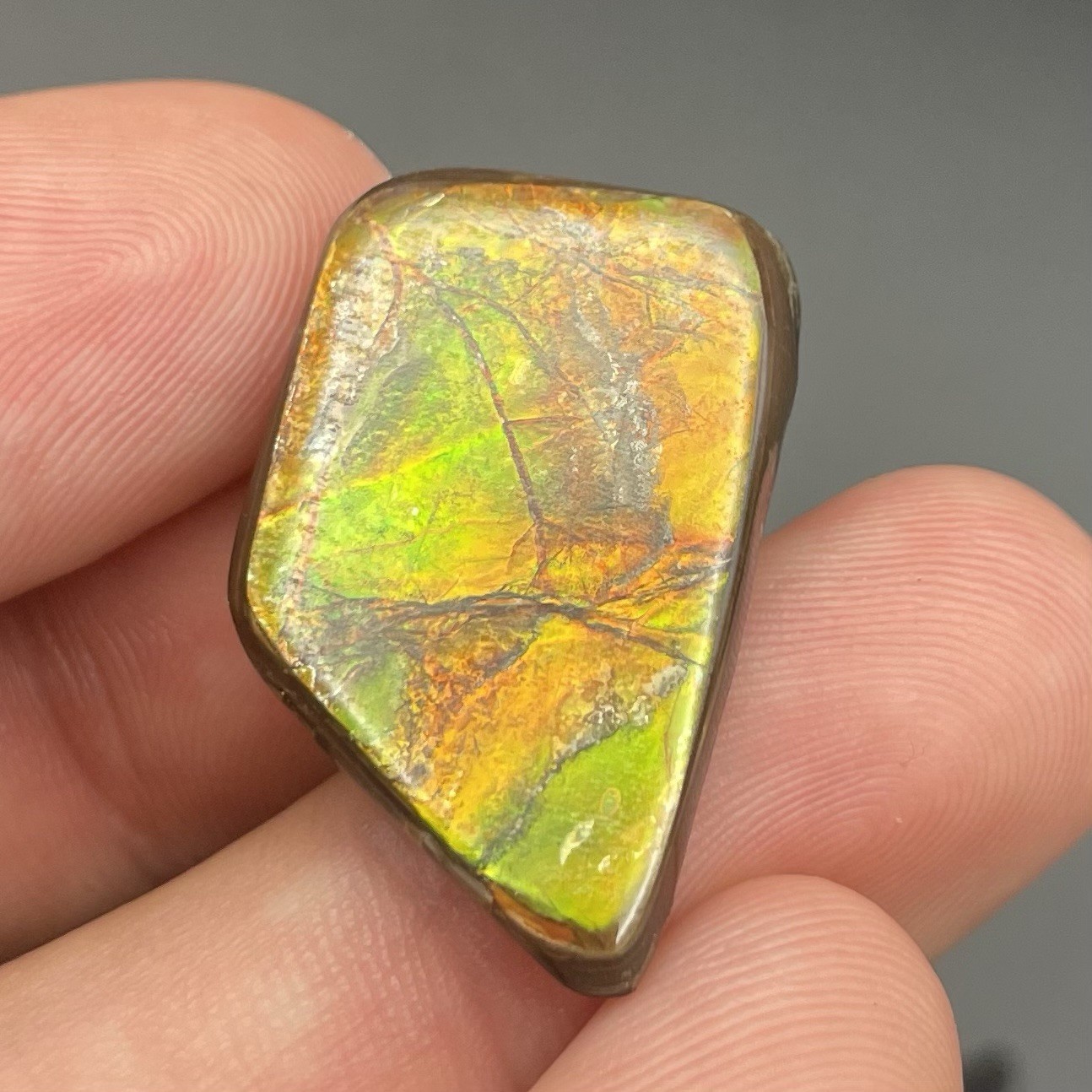 VIBRANT Ammolite Gemstone Fossil Alberta Canada Colorful High Energy Stone