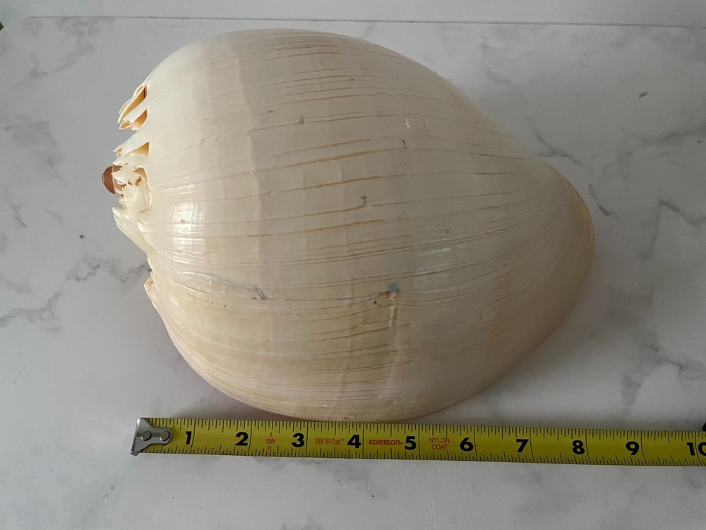 Crowned Baler Melon Shells Set of 2