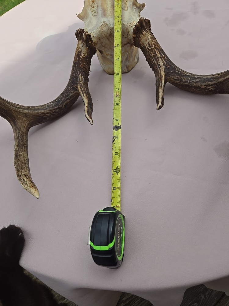 Deer Antlers