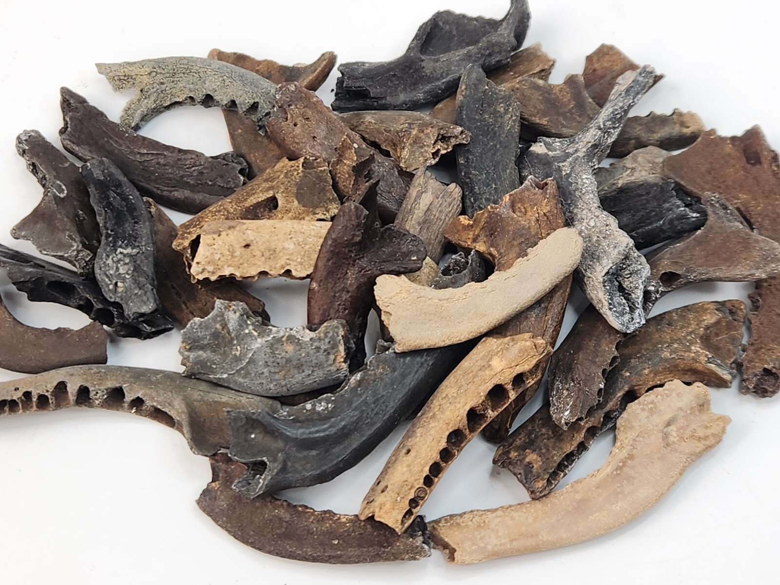 Mammal Jaw Fossil - Florida - Pleistocene Ice Age - 1 Per Purchase