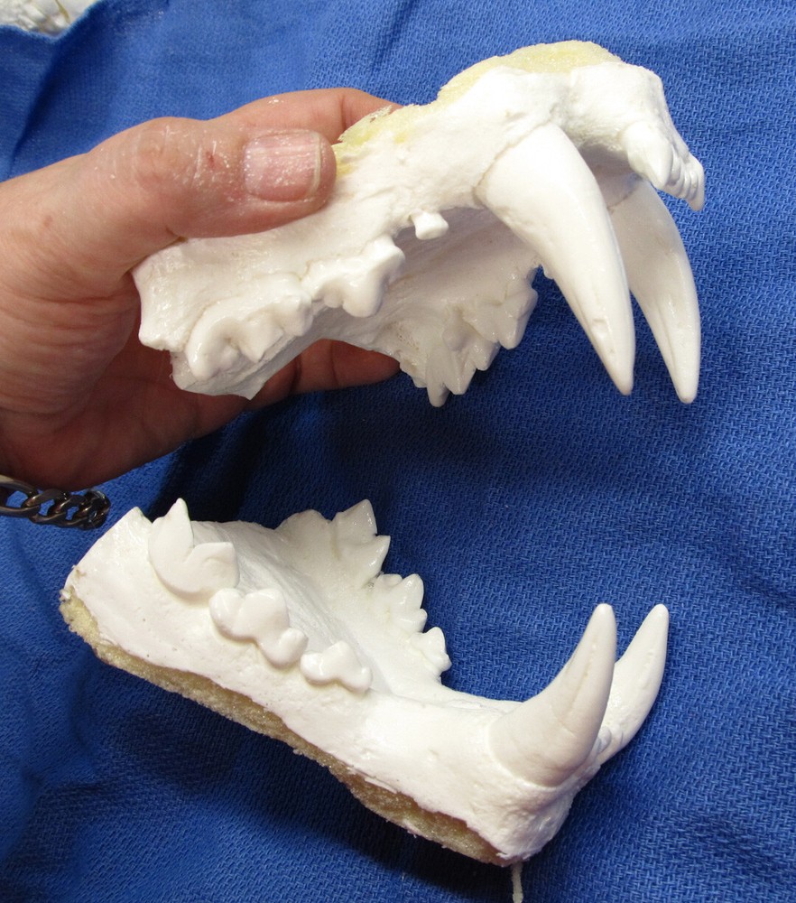 Leopard jaws teeth cast taxidermy plastic replica