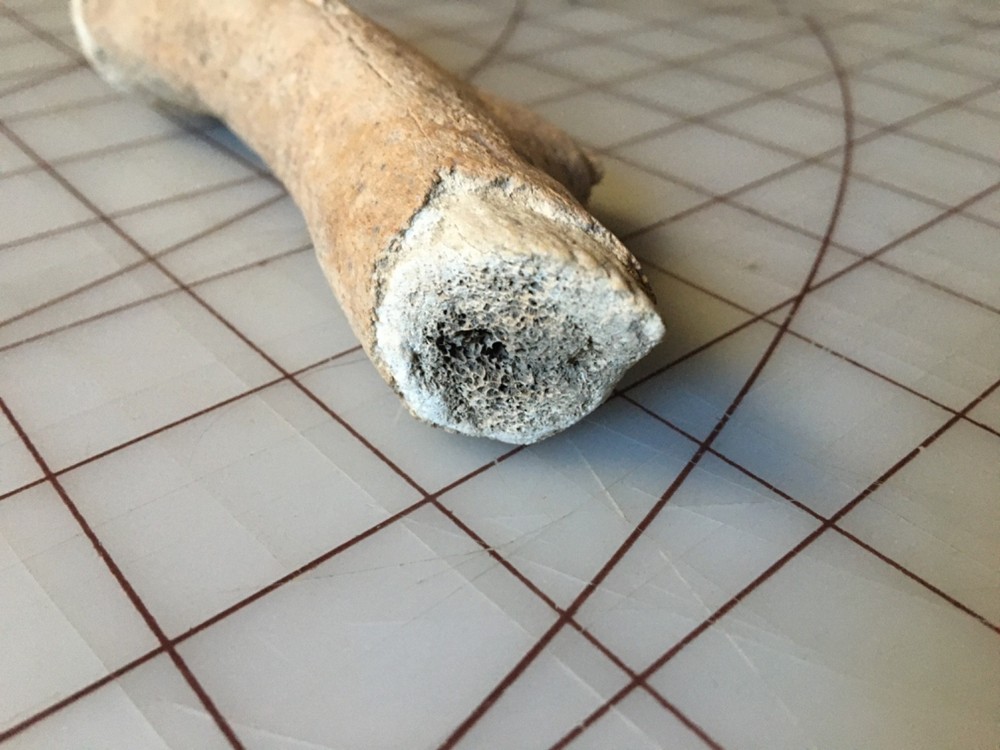 Fossilized Deer antler