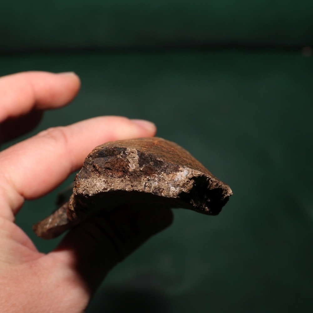 Nice Dinosaur Rib Section - Authentic - from the Hell Creek Formation Specimen