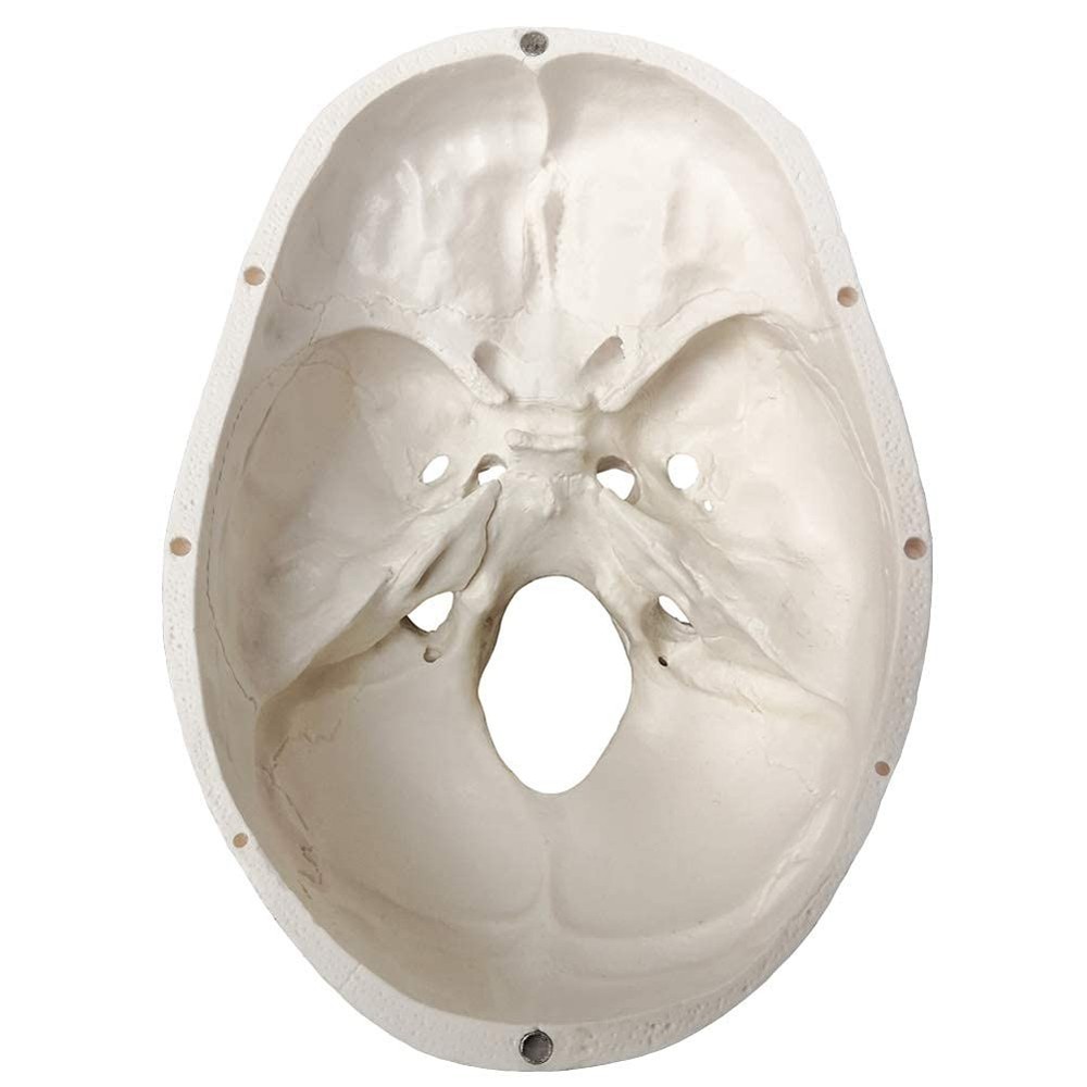 Detailed Life-Size Anatomical Skull Model - Ideal for Teaching & Reference
