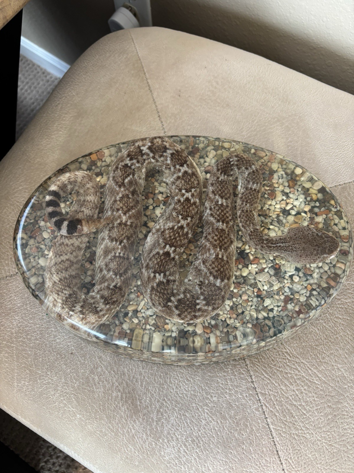 Diamondback Rattlesnake In resin lucite