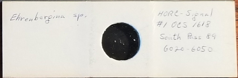 Foraminifera Ehrenbergina sp. Microfossil Microscope Slide