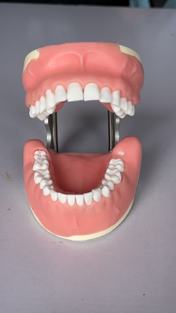 Maxillary+Mandibular Tooth Extraction Practice Model Dental Typodont Display