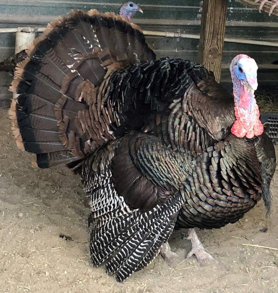 Osceola Turkey Hatching Eggs (One Dozen)