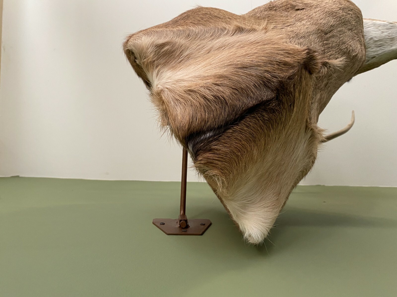 Amazeen Outdoors Adjustable Shoulder Mount Wall Hanger Whitetail Deer Mule