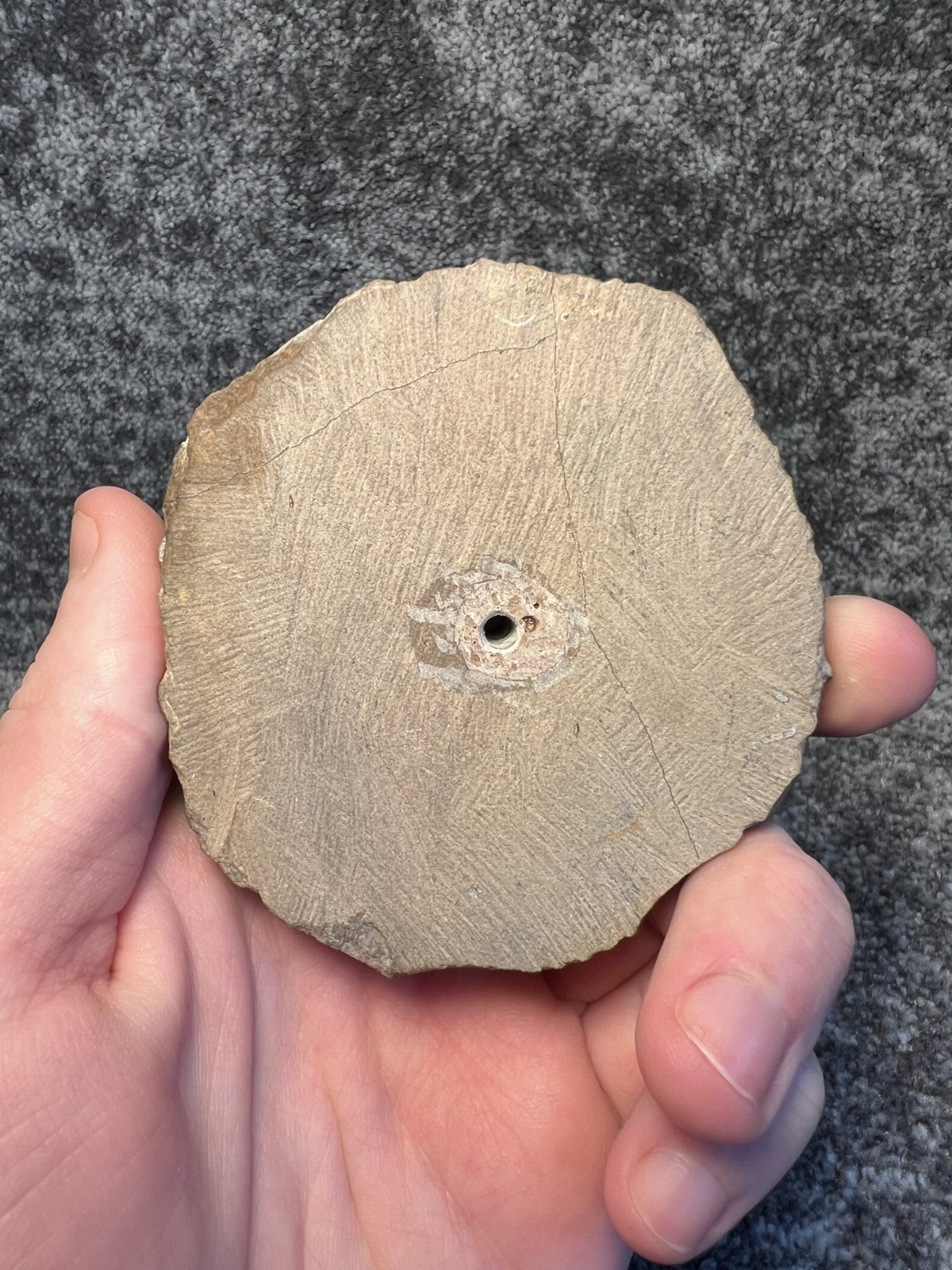 Metacanthina issoumourensis Trilobite Fossil – Collector Specimen