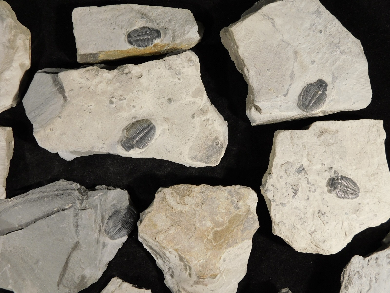 Small 100% Natural Elrathia TRILOBITE Fossil From Cambrian Utah